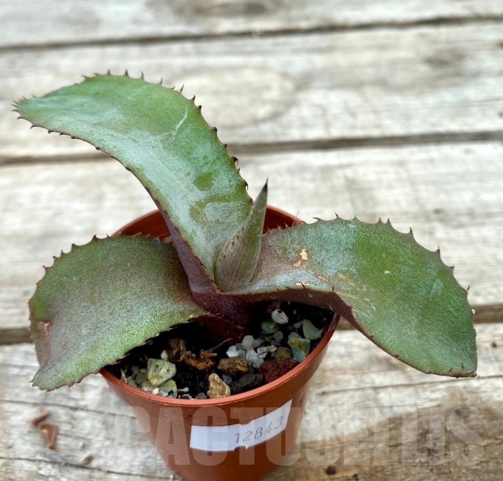 SHPR12843 Agave marmorata - Кактус онлайн