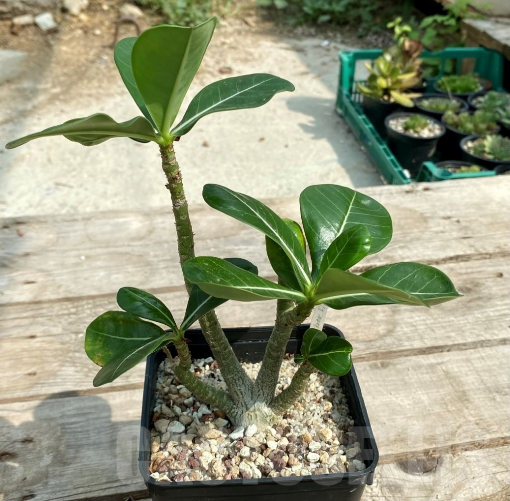 SHPR12846 Adenium obesum 'Black Fire' - Кактус онлайн