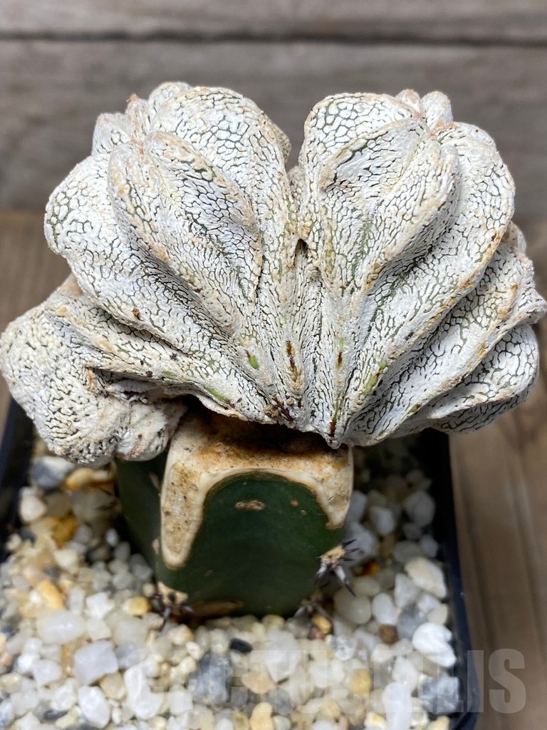 SHPR13708 Astrophytum myriostigma 'Onzuka' f. cristata , grafted - Кактус  онлайн