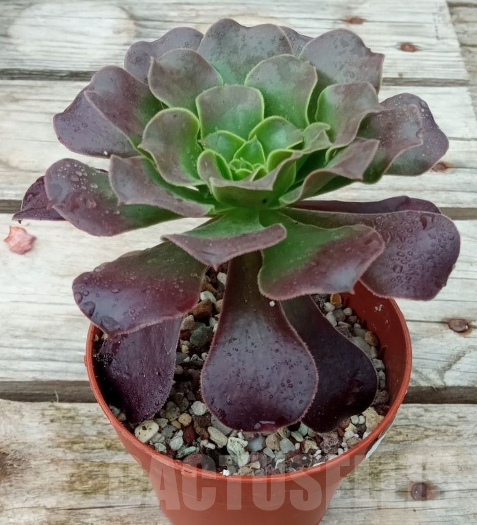 SHPR13667 Aeonium 'Velour' - Кактус онлайн