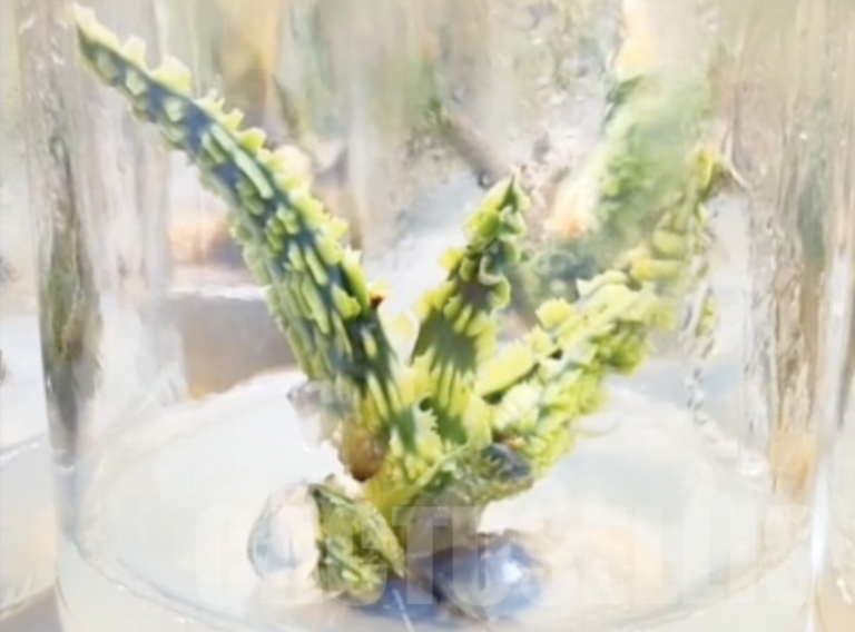 Aloe hybrid