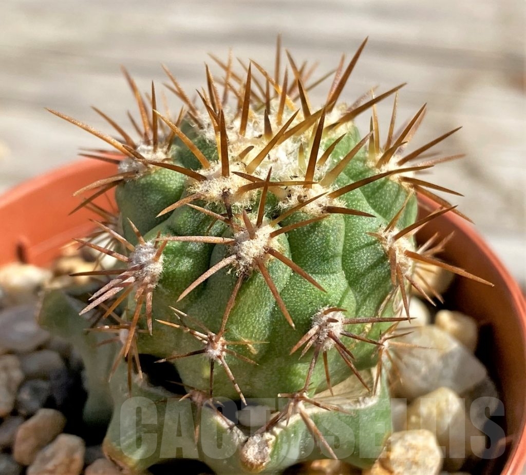 SHPR13854 Copiapoa solaris PHA2670, grafted, seedling - Кактус онлайн