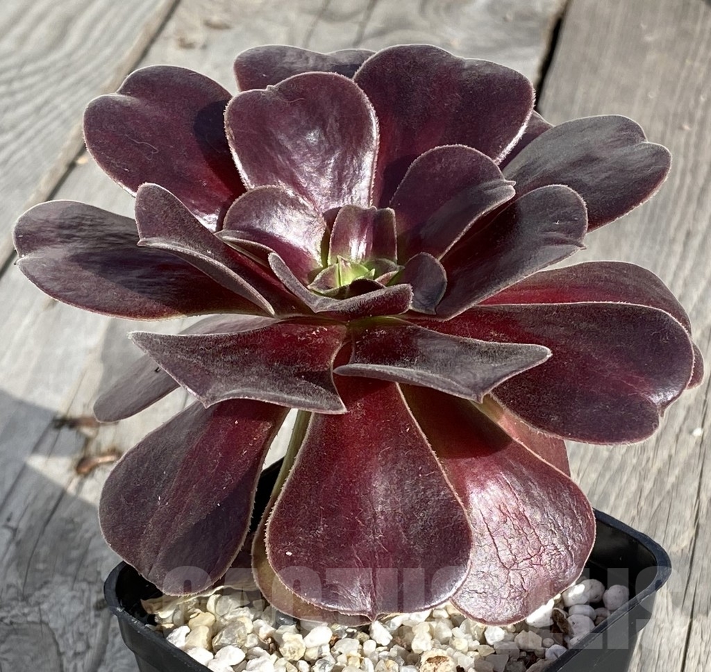 SHPR14555 Aeonium 'Velour' - Кактус онлайн