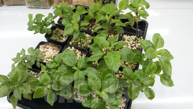 Medicinal plants