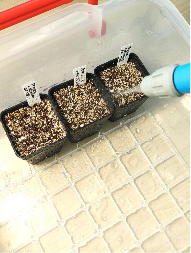Growing succulents and cacti from seeds