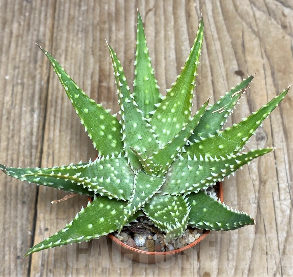 Shpr17115 Aloe Humilis Hybrid Кактус онлайн 9152