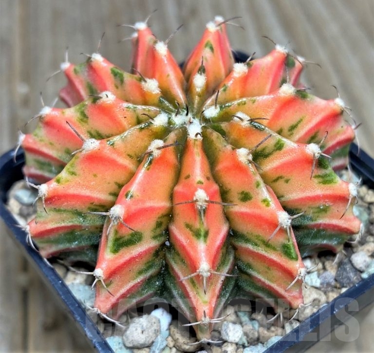 shpr17447-gymnocalycium-mihanovichii-f-variegata