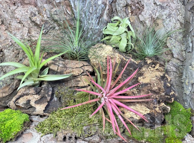 Tillandsia
