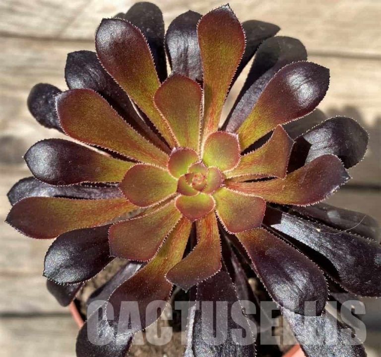 Aeonium