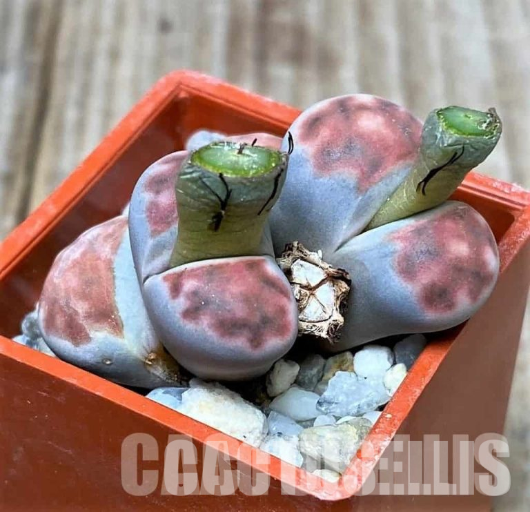 Lithops