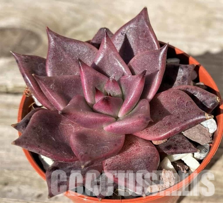 Steps for caring for succulents in spring