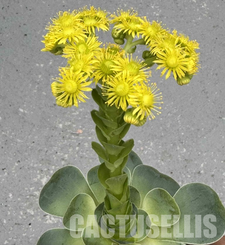 Flowering of Greenovia – Beginning of the End or Start of a New Experience?
