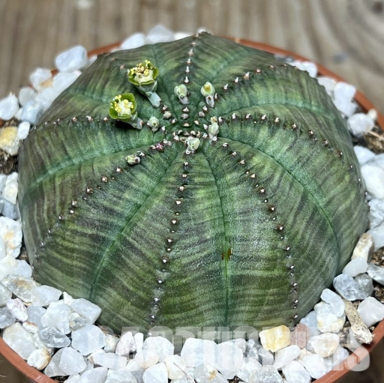 Pollination of Plants from the Genus Euphorbia