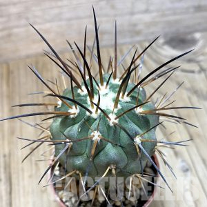 SH1144 Copiapoa dealbata v. carrizalensis GCG 15021s, grafted