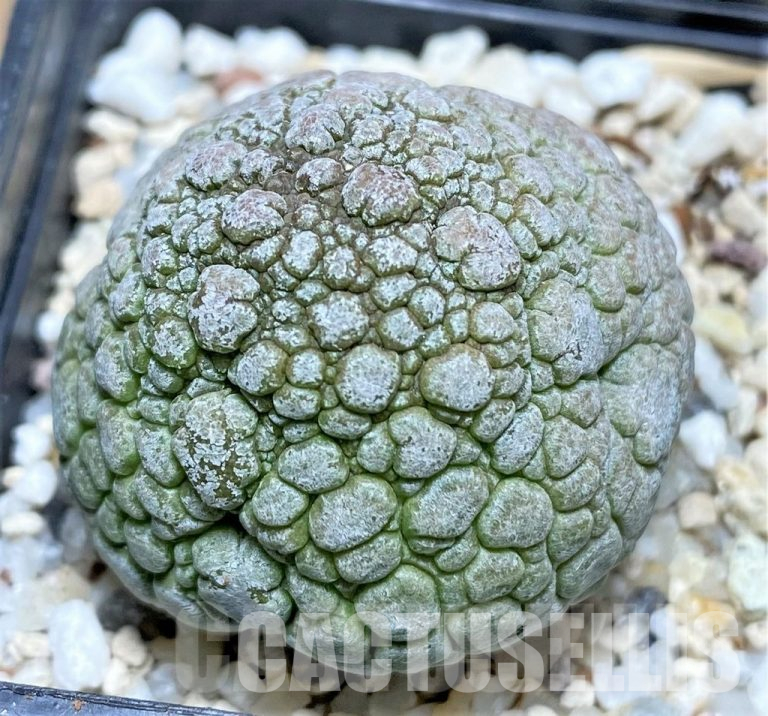 Care Instructions for Pseudolithos Plants