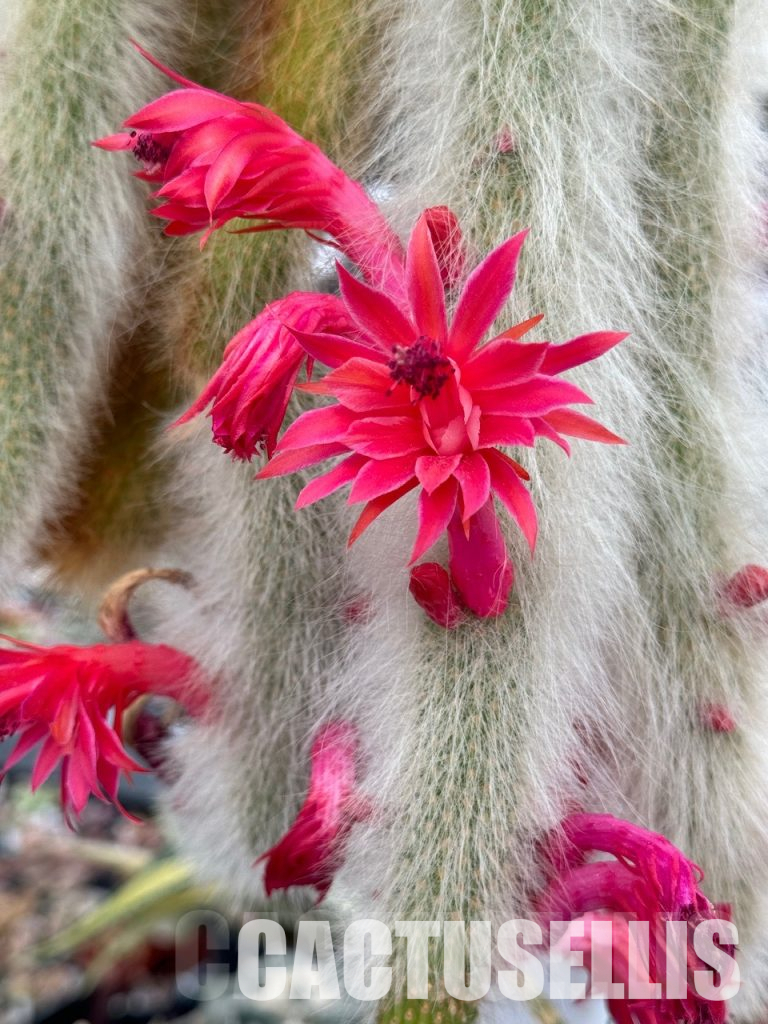 Summer care about cactuses and succulents