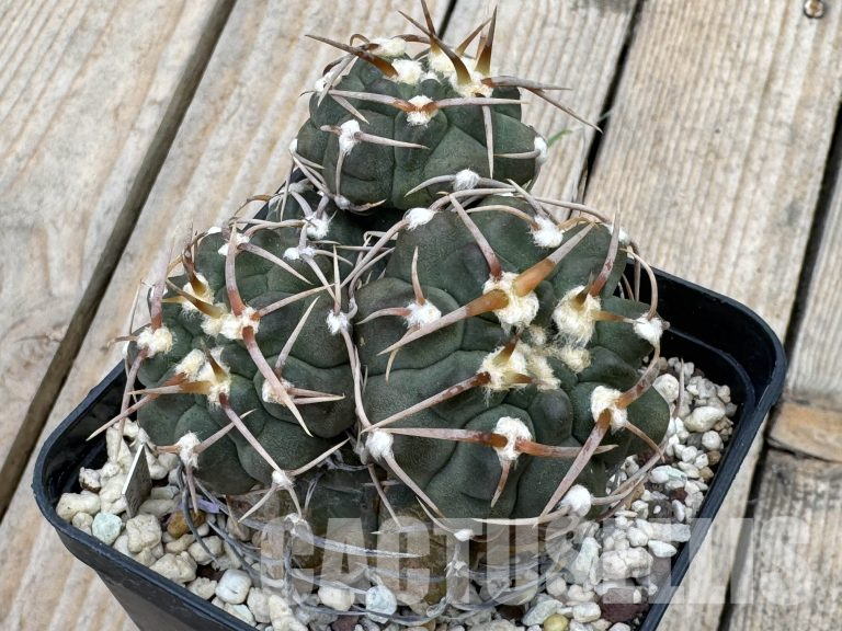When a Cactus’ Growth Point Is Damaged: Adaptation and Care