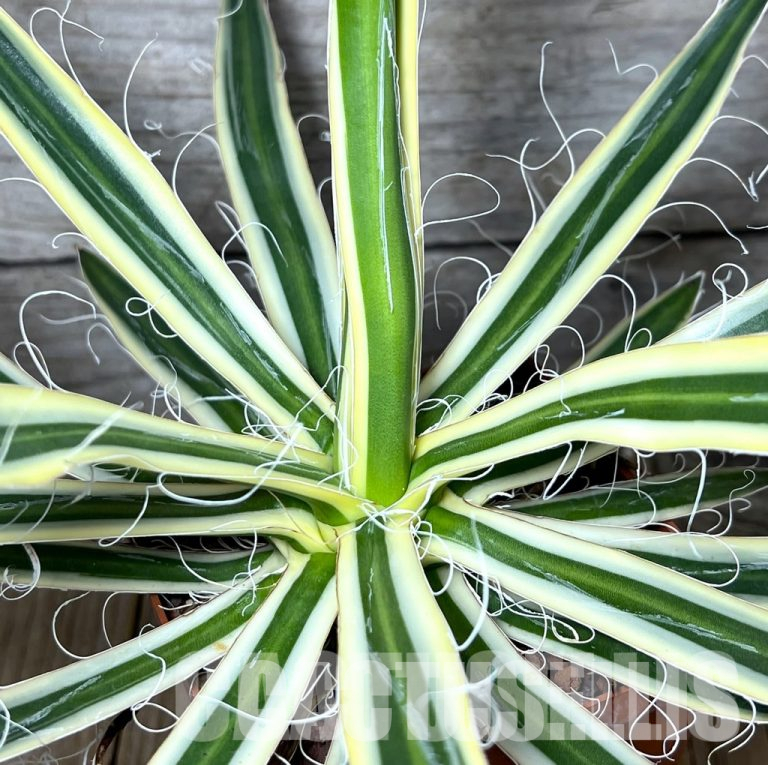 Navigating the Chill: A Guide to Agave Cold Tolerance