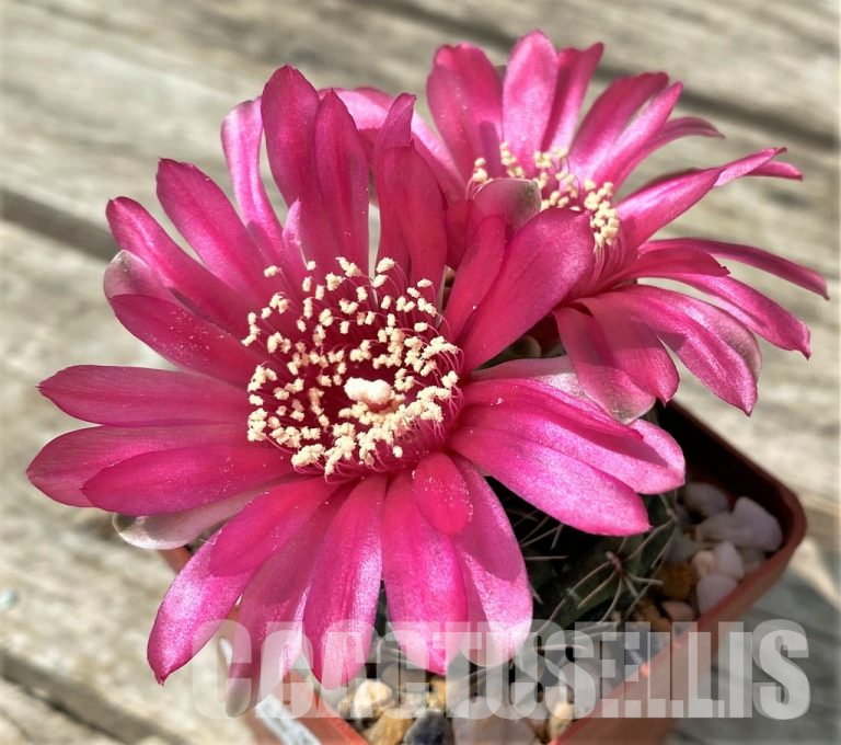 With cacti at Cactus-Online! Autumn Gathering!