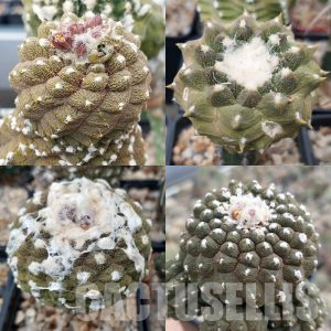 LOT309 10 SEEDS Copiapoa hypogaea 'Lizard Skin' – Кактус онлайн