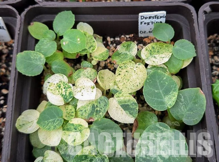 Sowing Seeds of Various Dorstenia Species