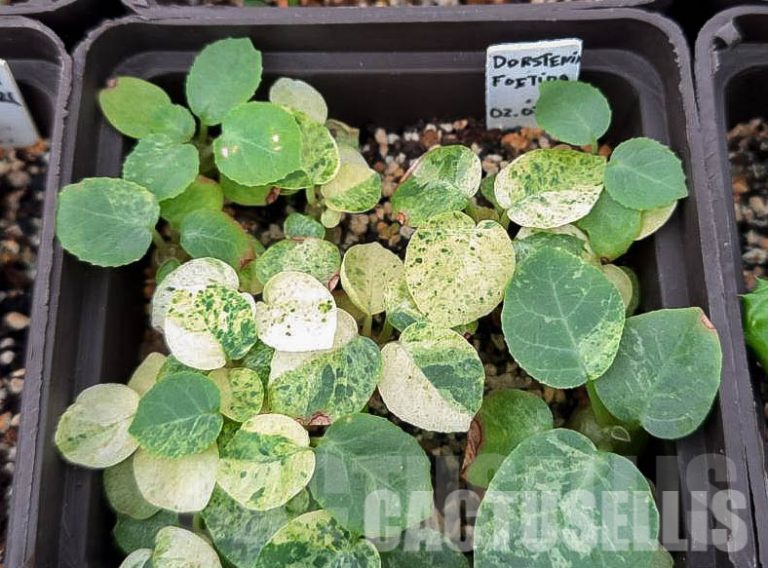 Sowing Seeds of Various Dorstenia Species
