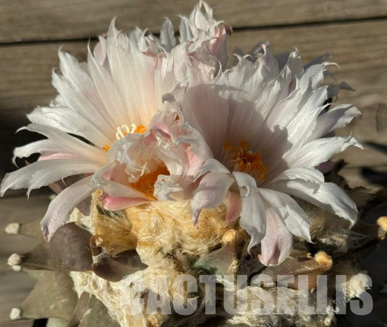 Care Rules for Cacti and Succulents in Autumn and Winter