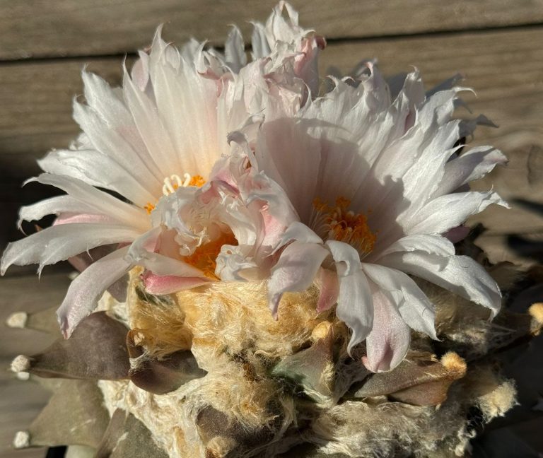 Care Rules for Cacti and Succulents in Autumn and Winter