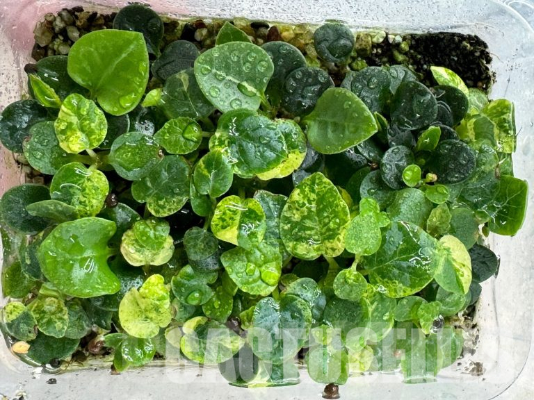 Joint Sowing of Succulents: Dorstenia and Euphorbia