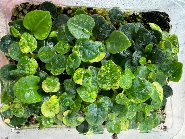 Joint Sowing of Succulents: Dorstenia and Euphorbia