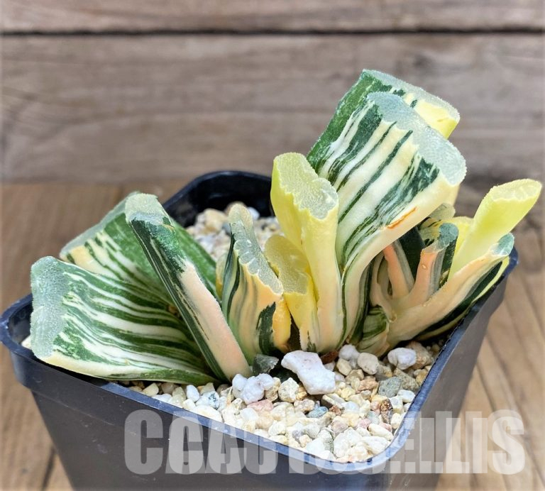 Sowing seeds of Haworthia
