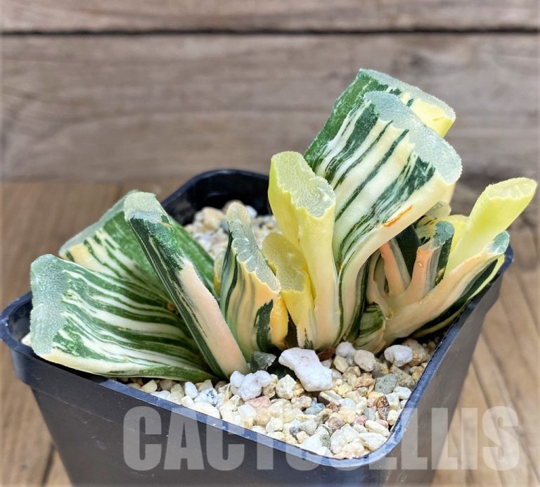 Sowing seeds of Haworthia
