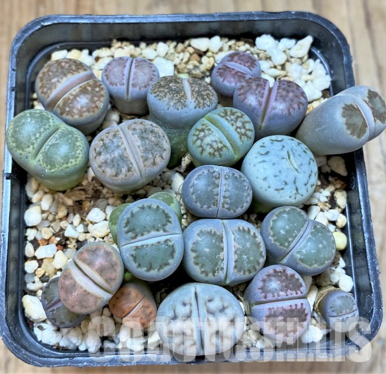 Winter Care for Lithops and Succulents: Maintenance without Watering