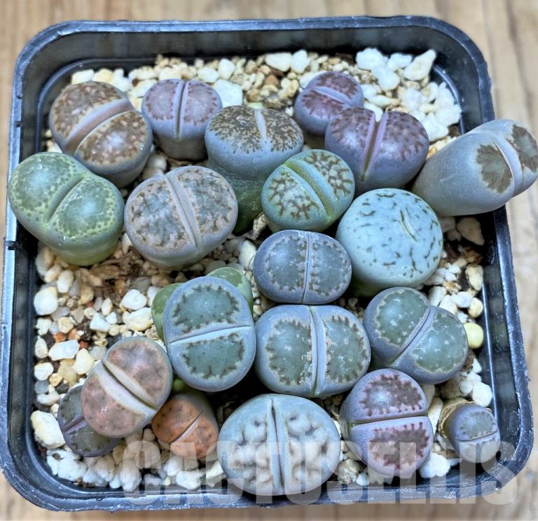 Winter Care for Lithops and Succulents: Maintenance without Watering