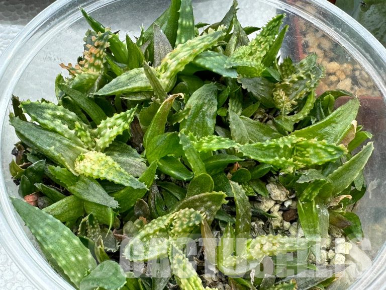 Sowing seeds of various Aloe
