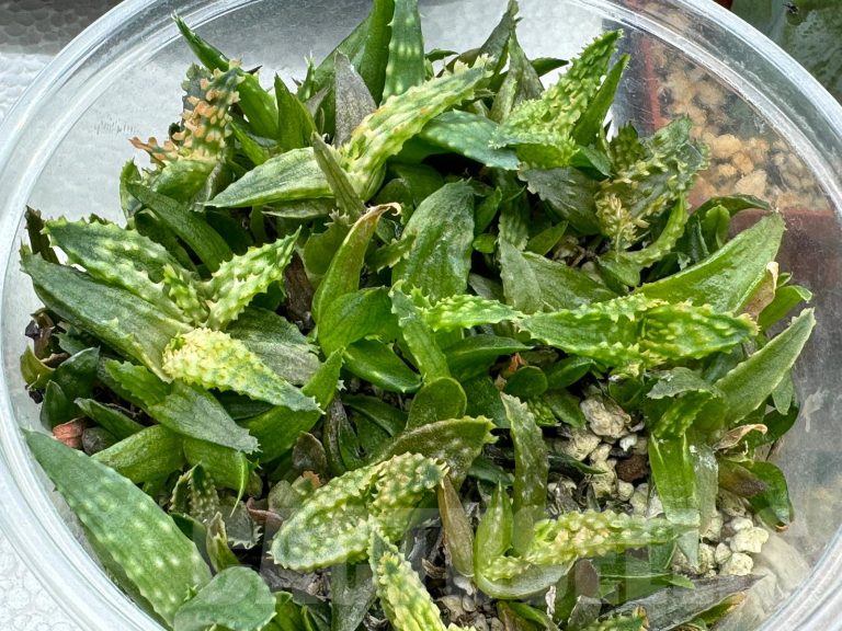 Sowing seeds of various Aloe