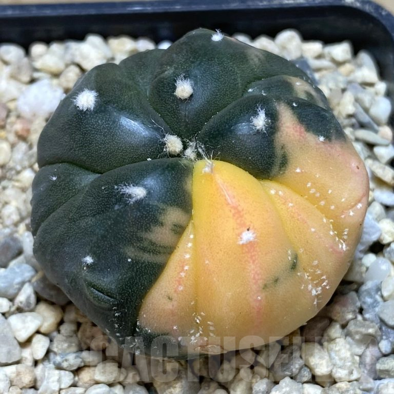 SHPR39462 Astrophytum asterias Kikko f variegata 5 ribs Кактус онлайн