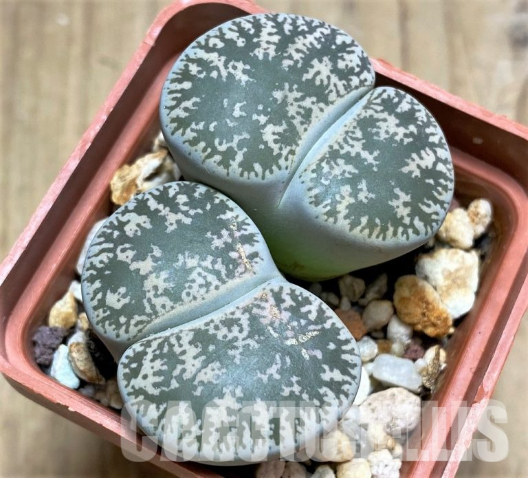 Pollination of Lithops and Other Mesembryanthemaceae: Features and Methods