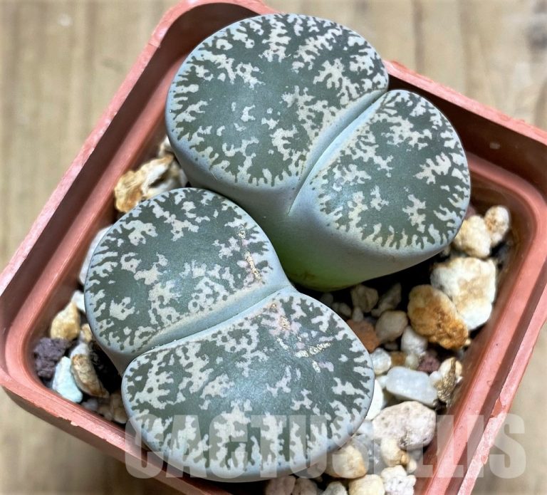 Pollination of Lithops and Other Mesembryanthemaceae: Features and Methods