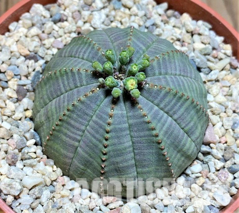Pollination of Euphorbia Plants: Mechanisms and Features
