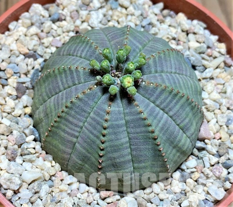 Pollination of Euphorbia Plants: Mechanisms and Features