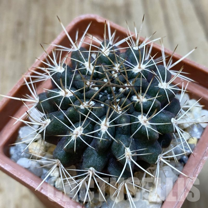 SH054 Pyrrhocactus aff. echinus