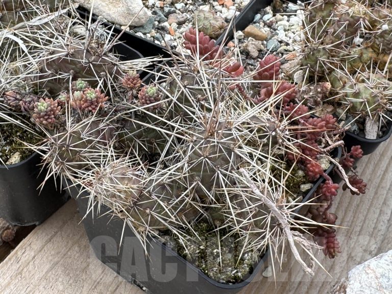Adaptation of cacti and succulents to outdoor conditions in Bulgaria