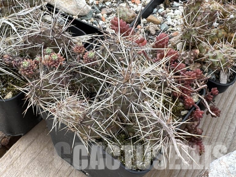Adaptation of cacti and succulents to outdoor conditions in Bulgaria