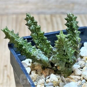 SH3680 Pseudolithos mccoyi - Image 2