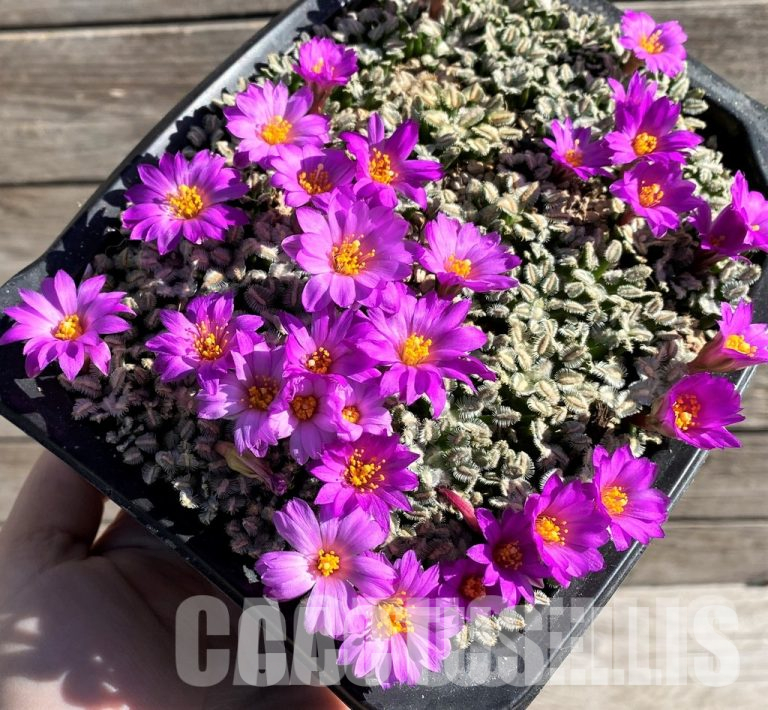 Why You Should Avoid Using Growth Stimulators for Cacti