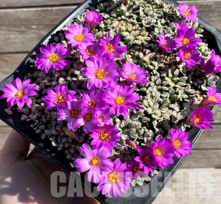 Why You Should Avoid Using Growth Stimulators for Cacti