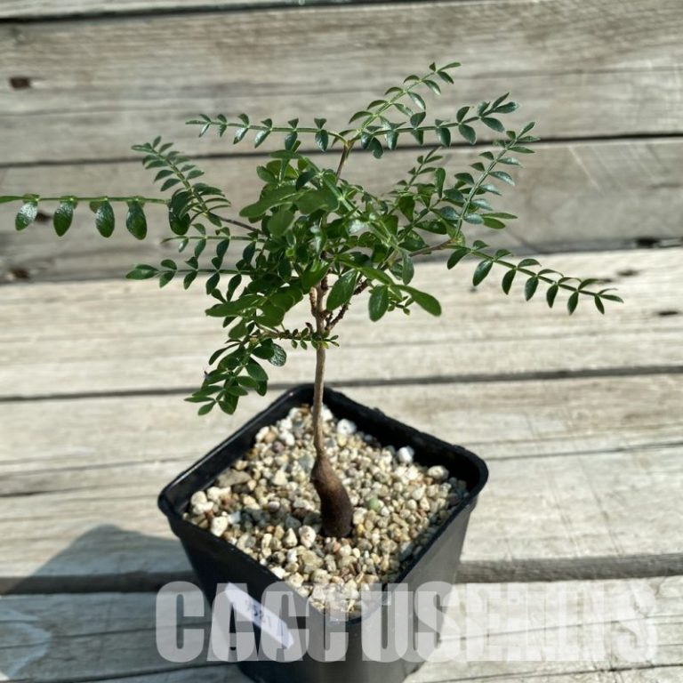 Restoring Leafy Succulents After Receiving Them by Mail: Steps, Actions, and Results