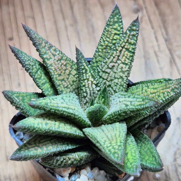 SH12167 Haworthia 'Marble Queen' - Зображення 2