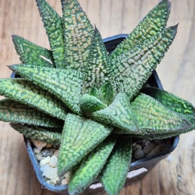 SH12167 Haworthia 'Marble Queen'